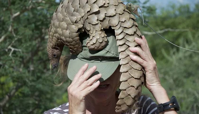 Indian-Pangolin-Endangered