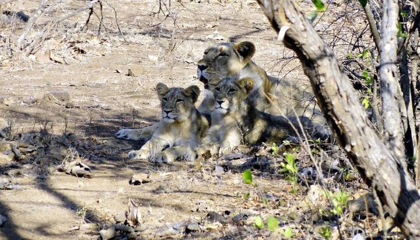 Lioness with Her Cubs, Gir National Park