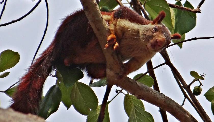 Malabar Giant Squirrel, Bandipur National Park