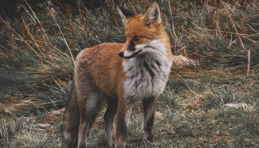 Red Fox, Gir National Park