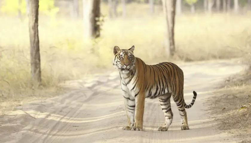 bandhavgarh-national-park-tour-packages