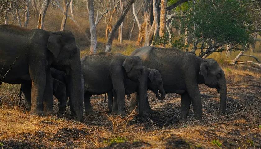 Bandipur National Park, Karnataka