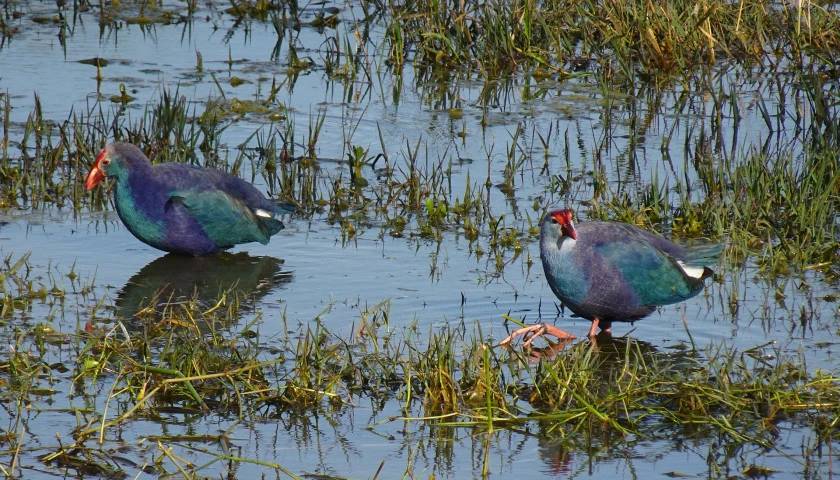 Golden Triangle Tour With Bird Watching