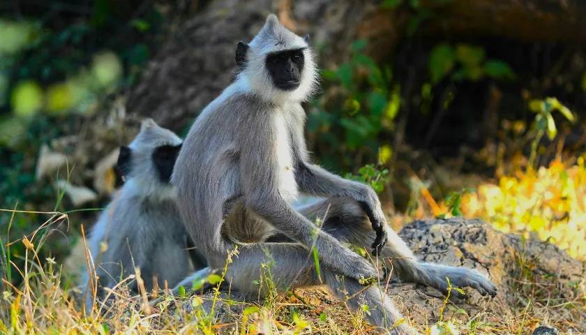 chinnar-wildlife-sanctuary-kerala