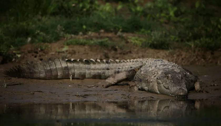 Crocodile Sighting Ranthambore