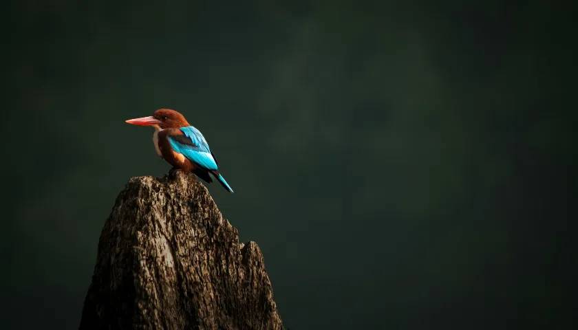 dandeli-wildlife-sanctuary-karnataka