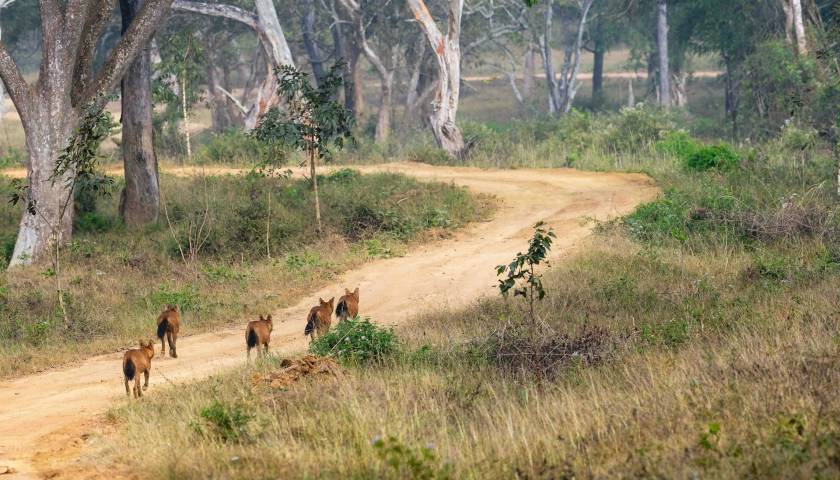 Wild Dogs Dhole Sighting at Bandipur National Park