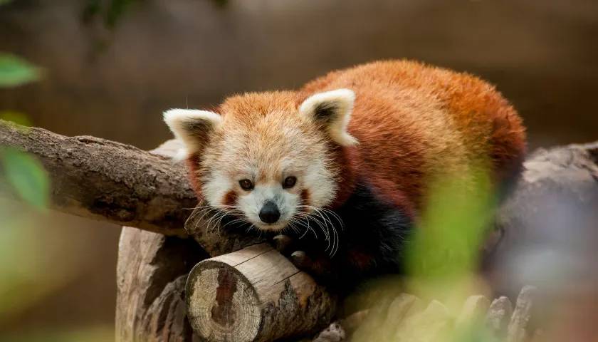 endangered-red-panda