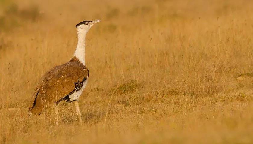 endangered-the-great-Indian-bustard