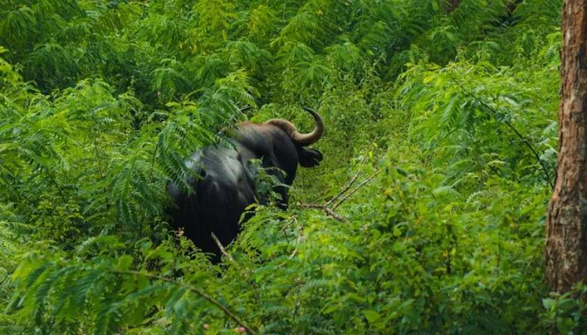 Gaur Sighting, Bandipur National Park