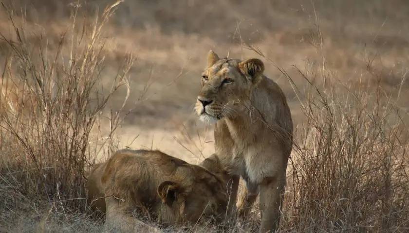 Lion Safari