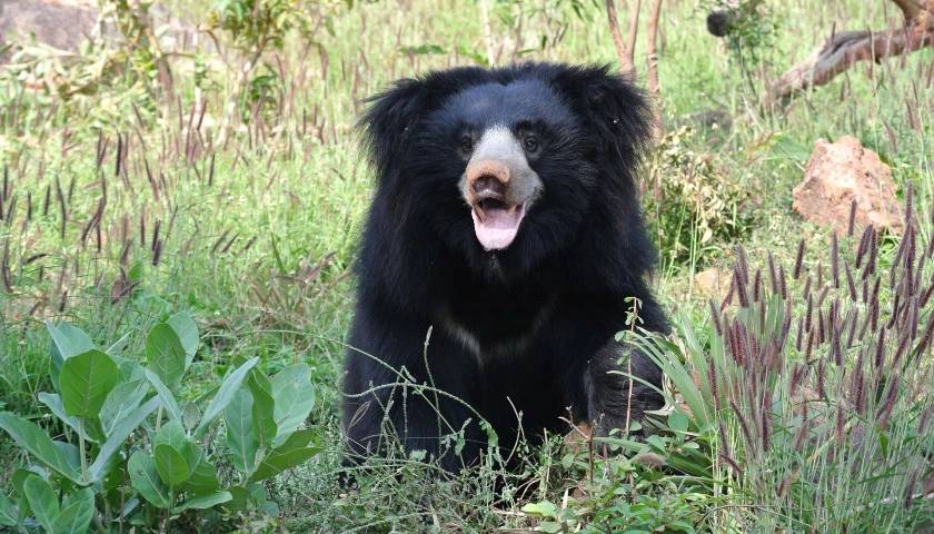 Black Bear Sighting During Safari