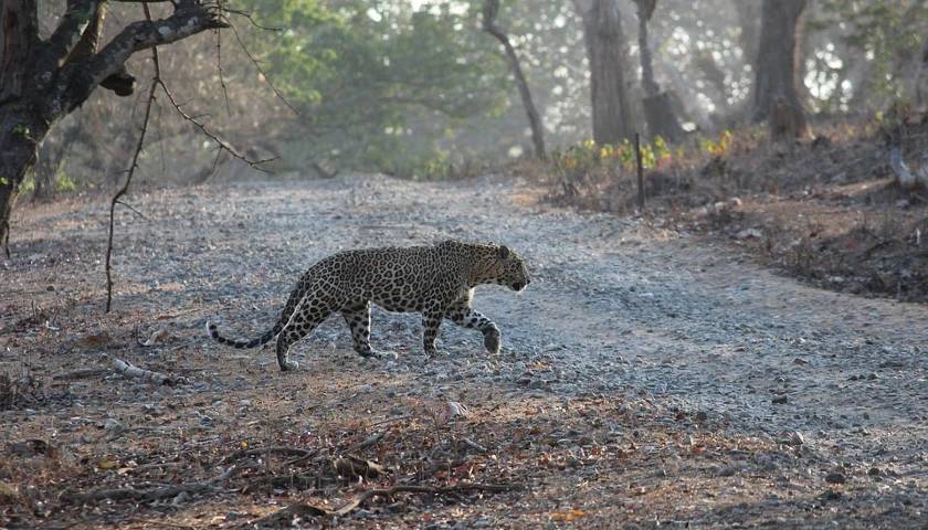 Leopard Sighting During Safari, India