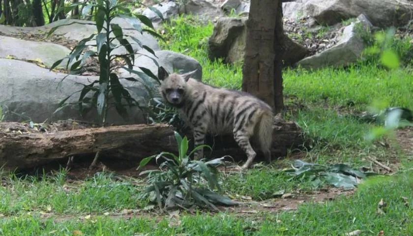 indian-hyena-bannerghatta