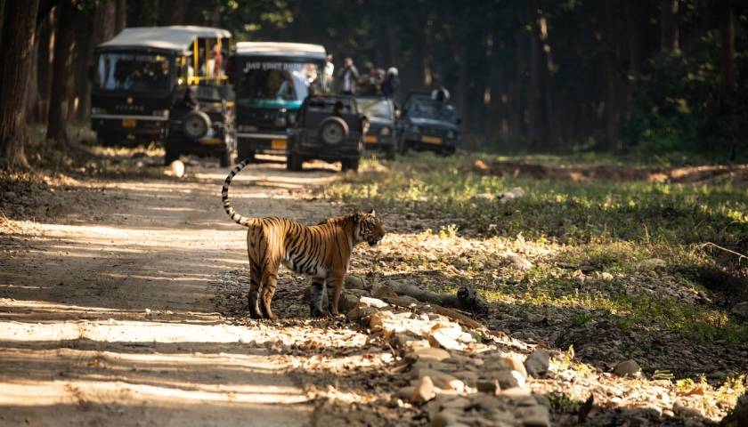 Mumbai Ranthambore Corbett Tour Package