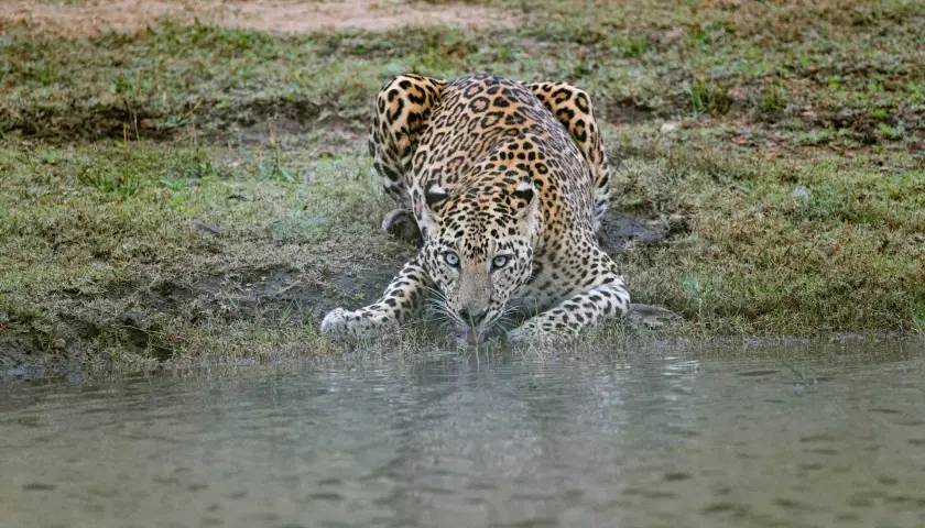 Kabini Wildlife Sanctuary, Karnataka