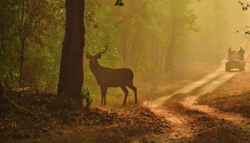 Kanha National Park, Madhya Pradesh