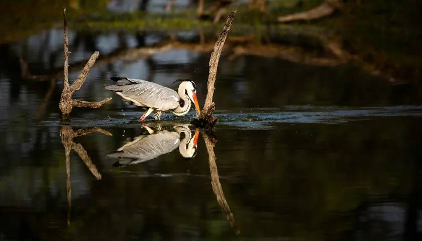 3 Bird Sanctuaries Located Near Delhi That Are Perfect For A Weekend Tour