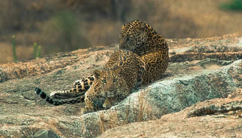 Leopard Sighting at Jawai Bandh