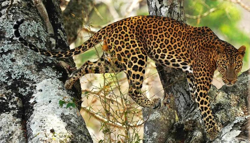 Leopard Sighting, Bandipur National Park