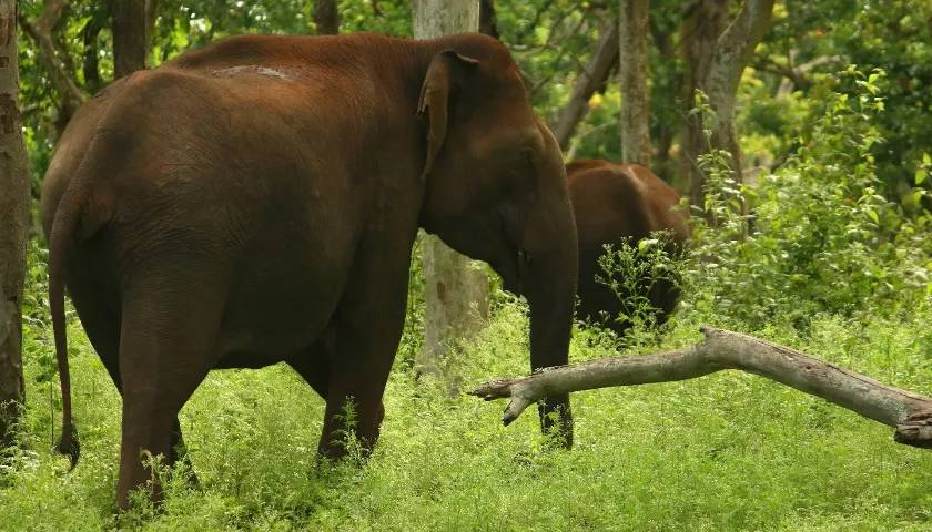 mudumalai-national-park-tour-packages