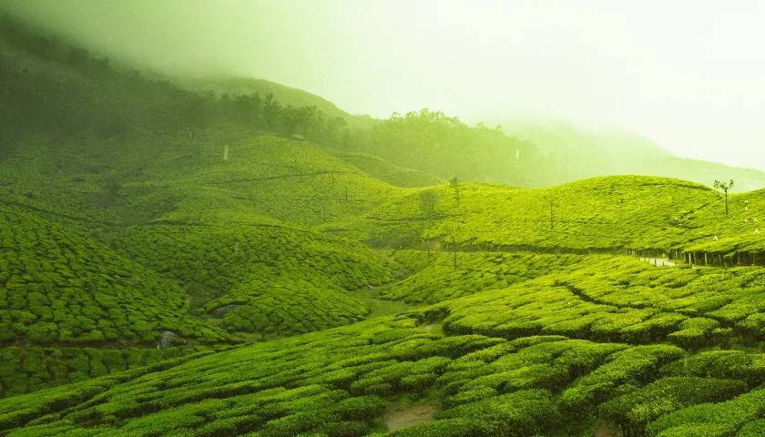 Munnar, Kerala