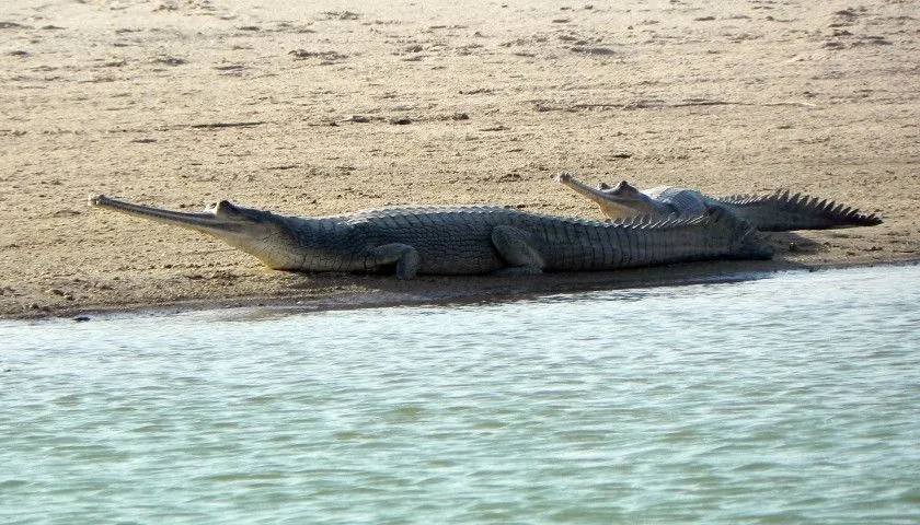 National Chambal Sanctuary