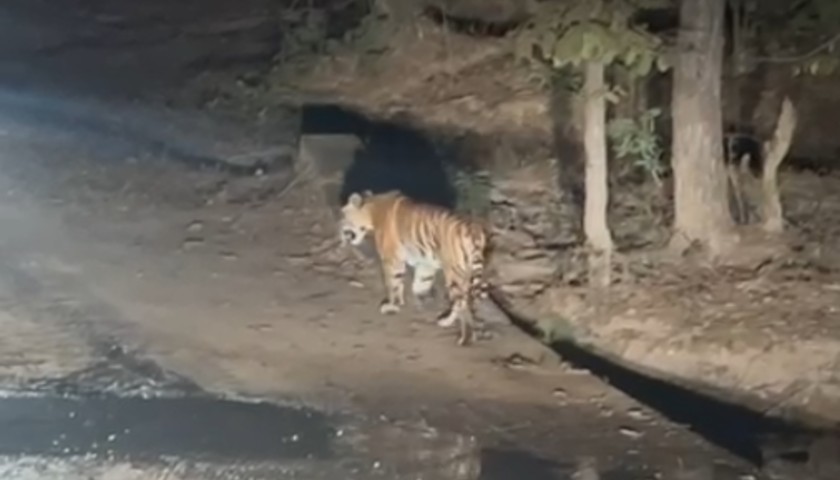 Night Jeep Safari at Kanha National Park