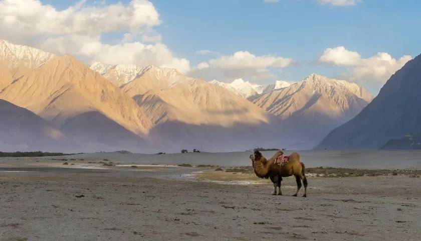 Nubra Valley, Ladakh