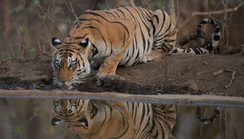 Pench National Park, Maharashtra