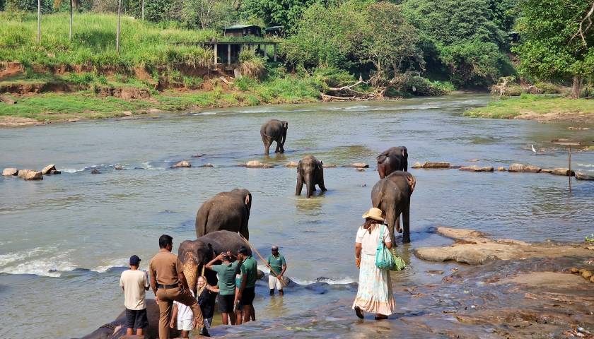 Pinnawala Elephant Orphanage, Sri Lanka