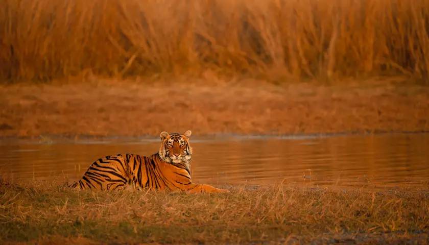 Tiger Sighting, Ranthambore National Park