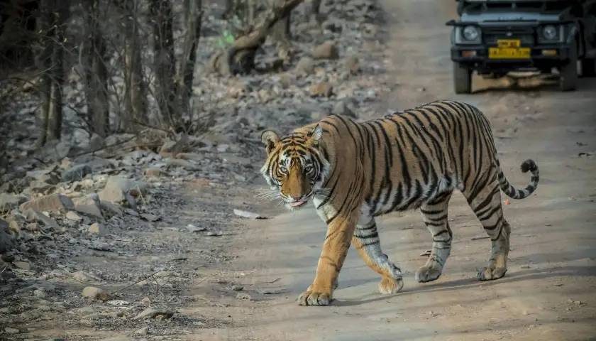 Golden Triangle Tour with Ranthambore