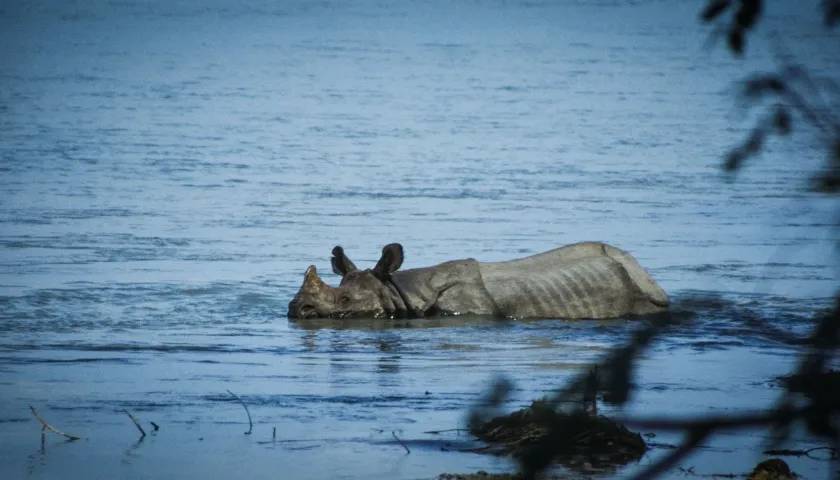 Rhino Sighting Chitwan, Nepal