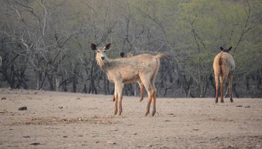 Sambhar Deer Ranthambore