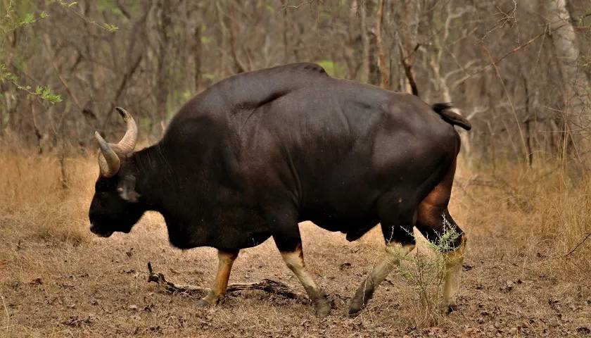 Satpura Tiger Reserve, Madhya Pradesh