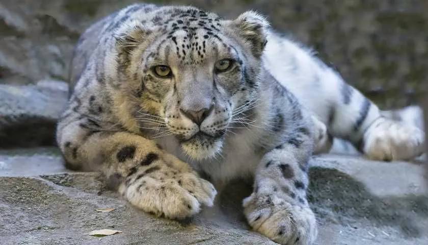 10 Best National Parks to Spot Snow Leopards in India