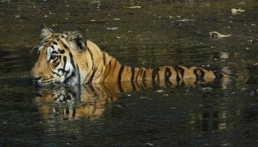 Tiger Village Resort, Tadoba National Park