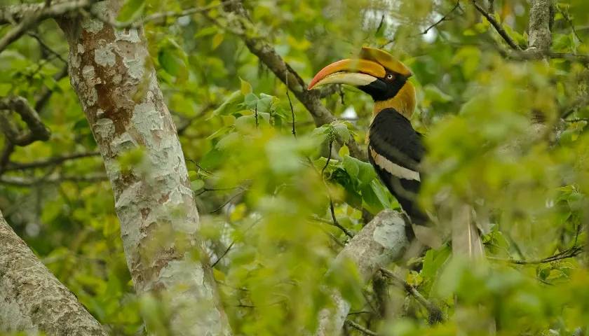 The Great Indian Hornbill, Kaziranga