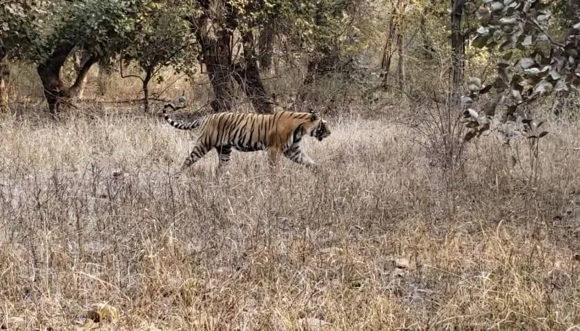 Tiger Safari, India