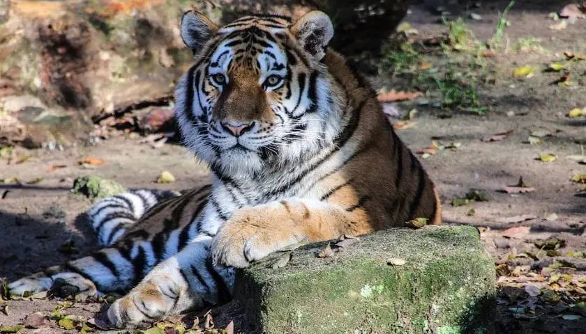 Tiger Safari Tour, India