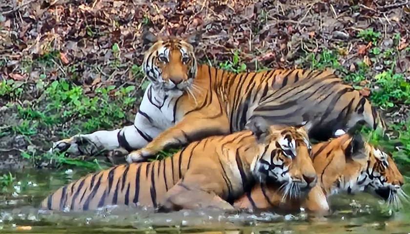 Tiger Safari Bandhavgarh