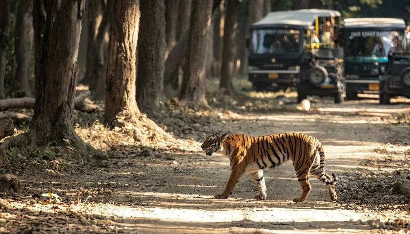 Tiger Safari, Jim Corbett National Park