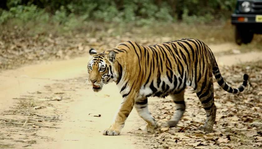 6 Best places in India for guaranteed tiger spotting