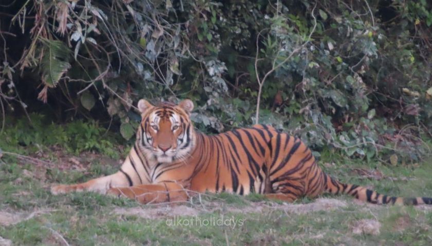 Tiger Sighting at Kaziranga National Park