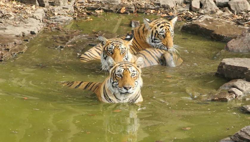 Tiger Sighting at a pool in Ranthambore