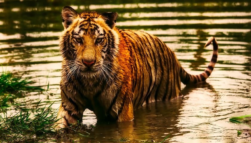 Tiger Sightings at Sundarban National Park