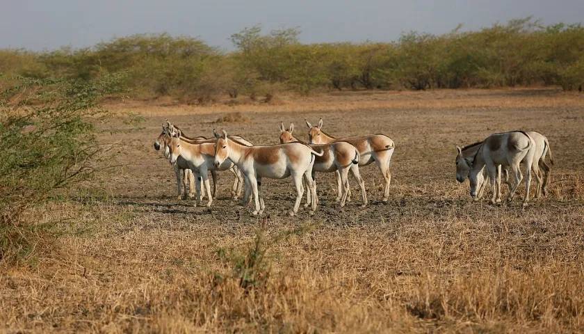 wild-ass-sanctuary-gujarat